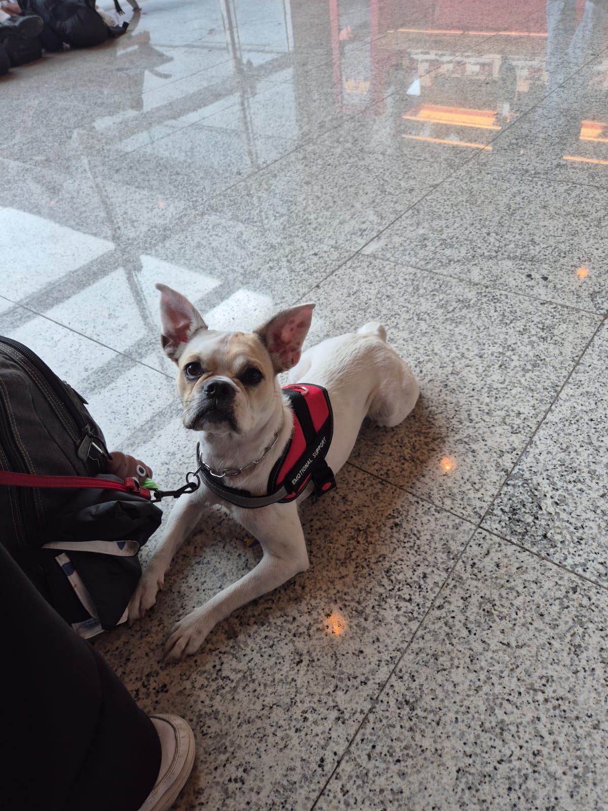 French Bulldog with emotional support vest lying at airport