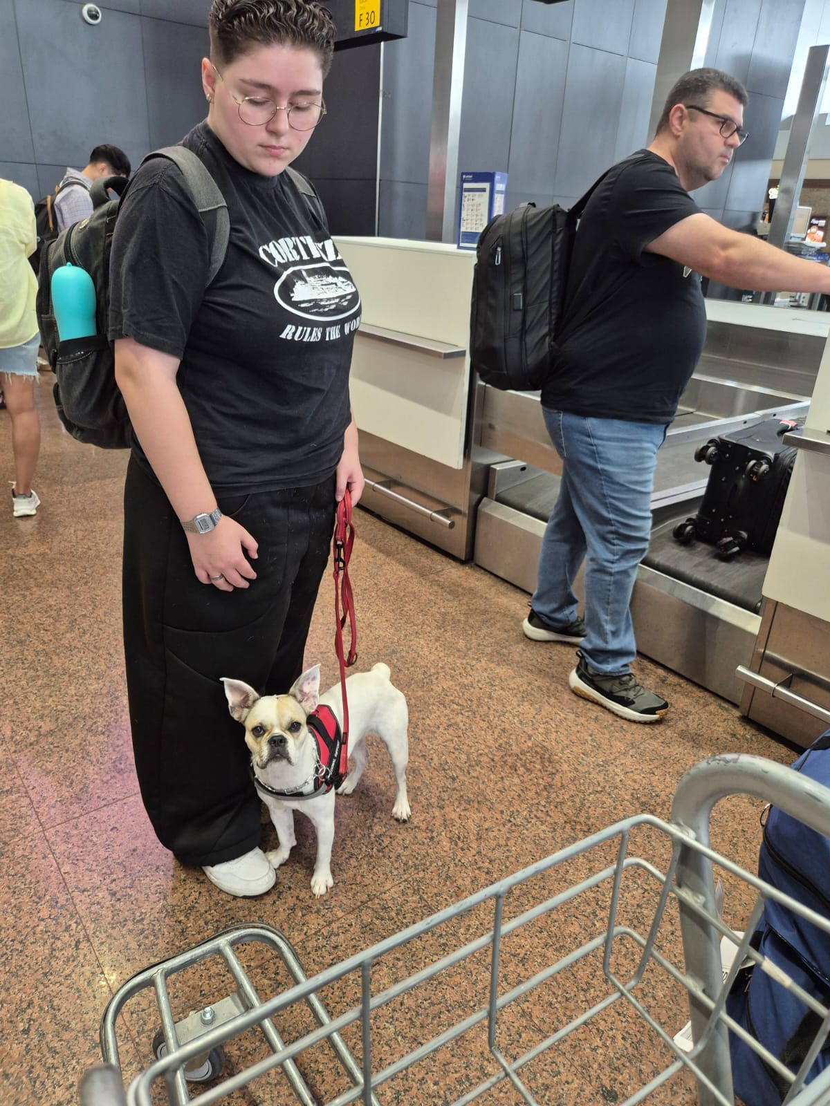 Service dog owner checking in at airport with French Bulldog