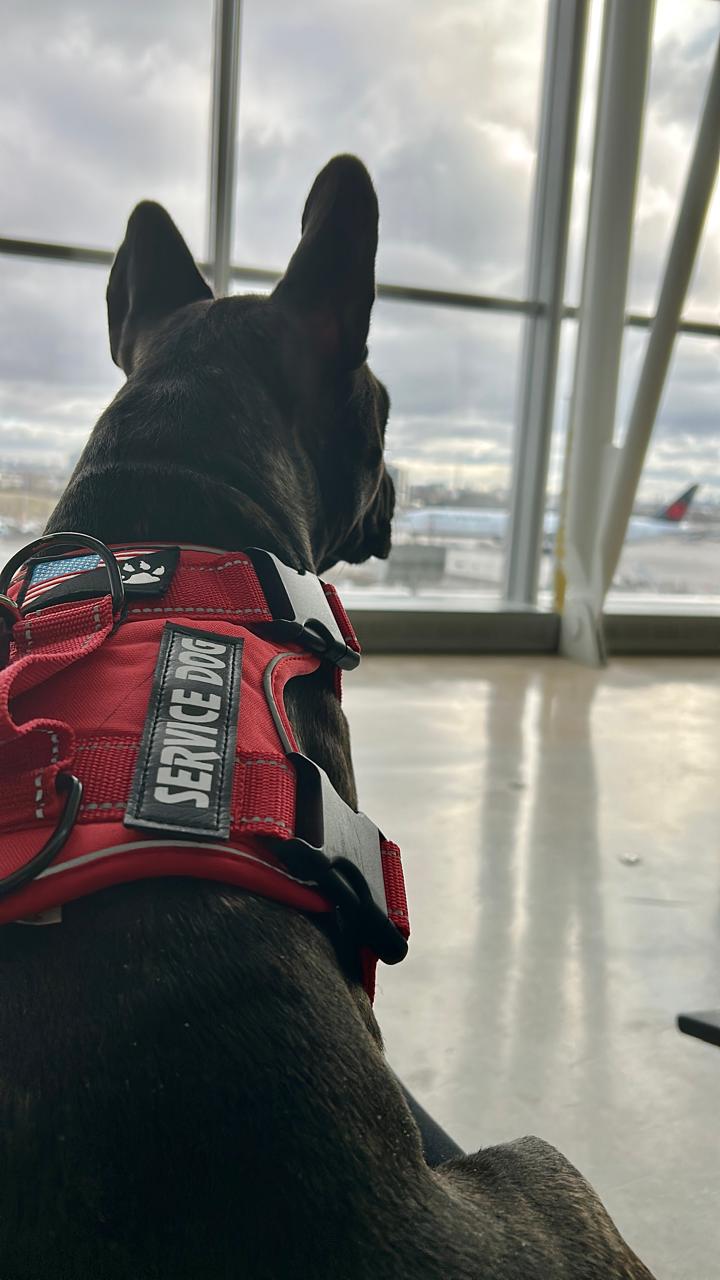French Bulldog service dog watching planes at airport