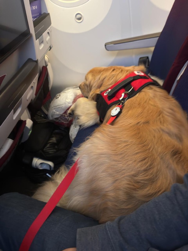 Golden Retriever sleeping on airplane with service vest