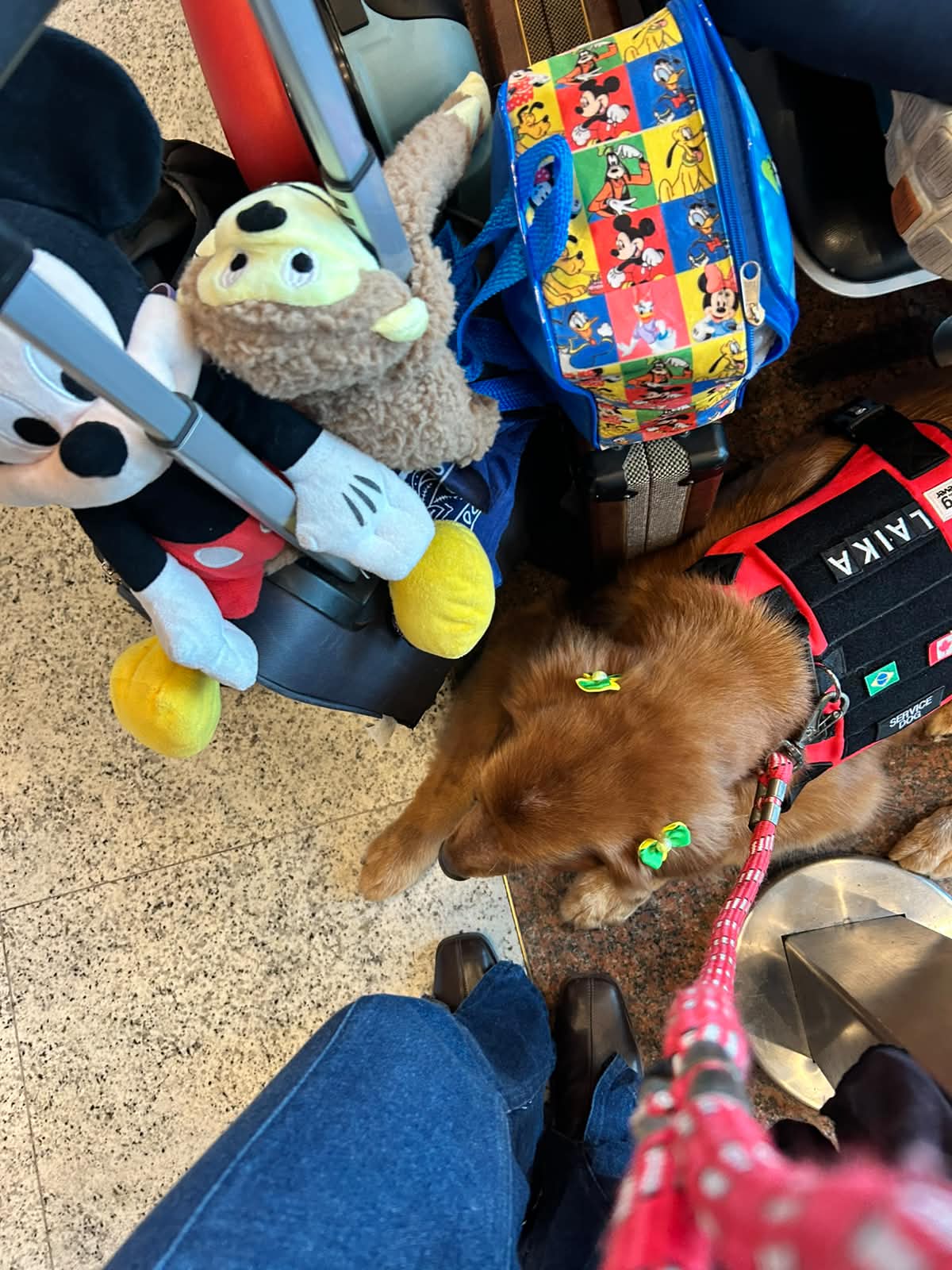 Golden Retriever service dog napping at airport with travel bags