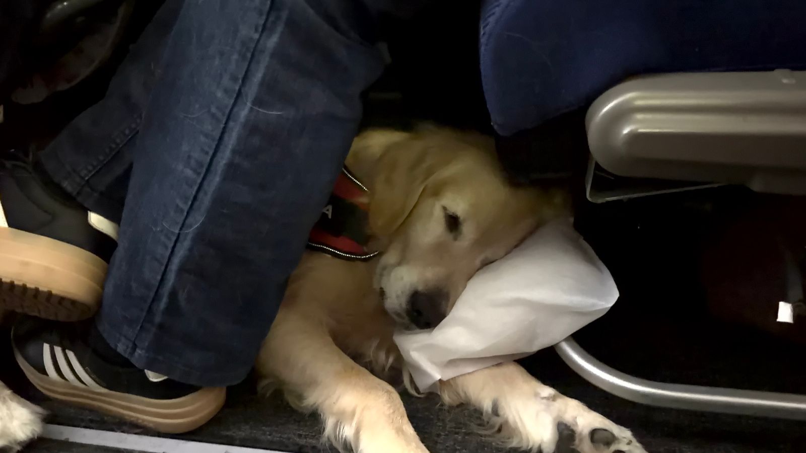 Golden Retriever sleeping under airplane seat during flight
