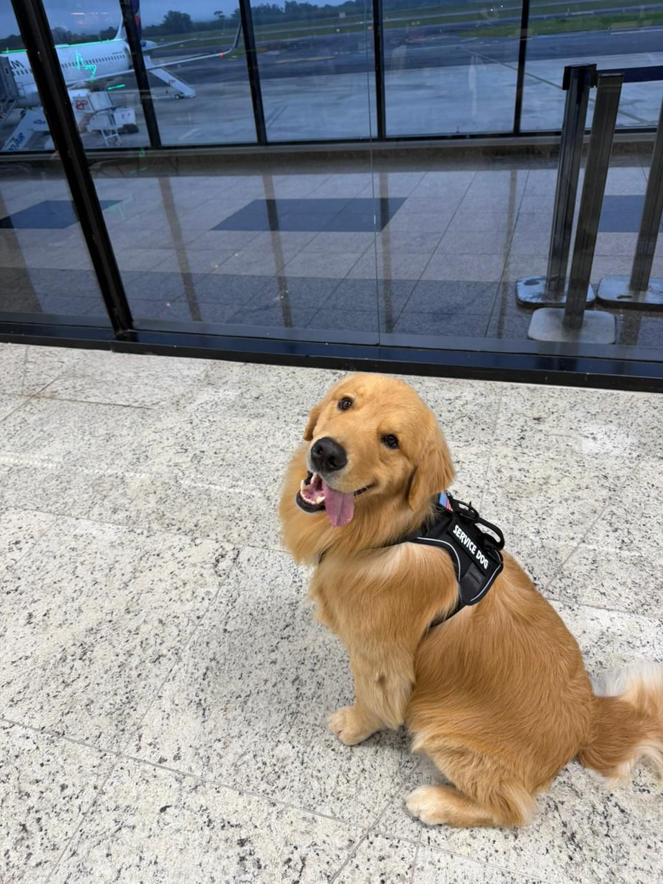 Happy Golden Retriever service dog smiling at airport gate