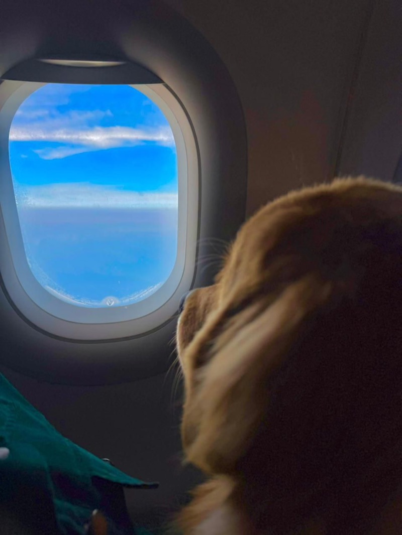 Golden Retriever with vest resting at owner feet on airplane