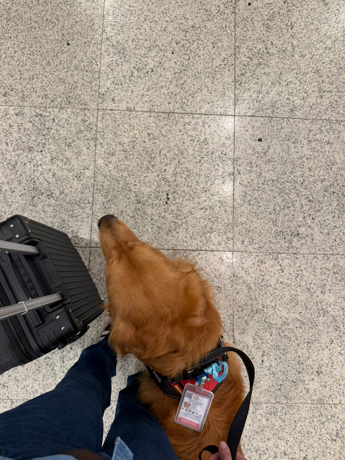 Golden Retriever walking at airport with service dog ID card