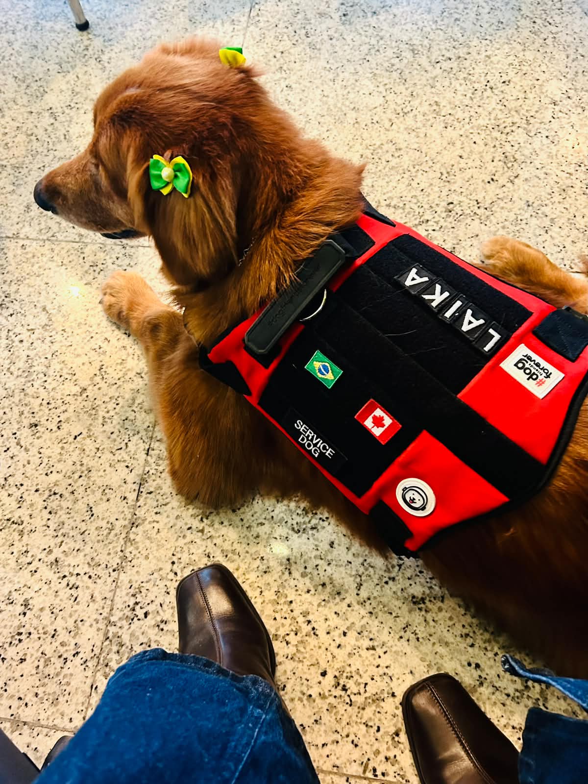 Laika — Golden Retriever service dog with vest at airport