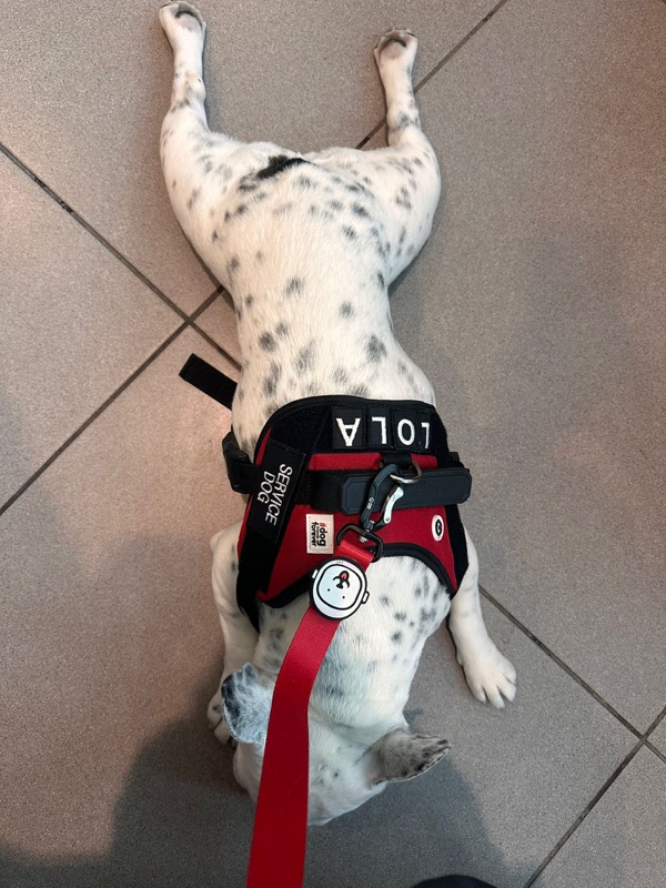 Dalmatian Lola wearing SERVICE DOG vest at airport