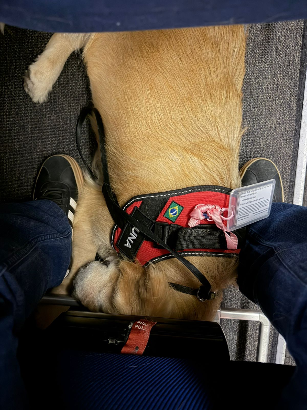 Service dog Una sleeping on airplane with vest