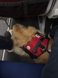 Service dog under airplane seat