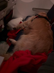 Service dog resting in airplane